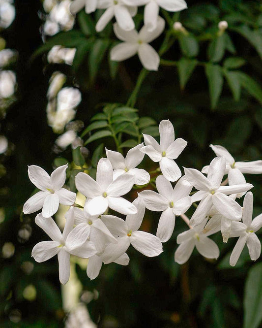 MAYMOUNA hair & body fragrance